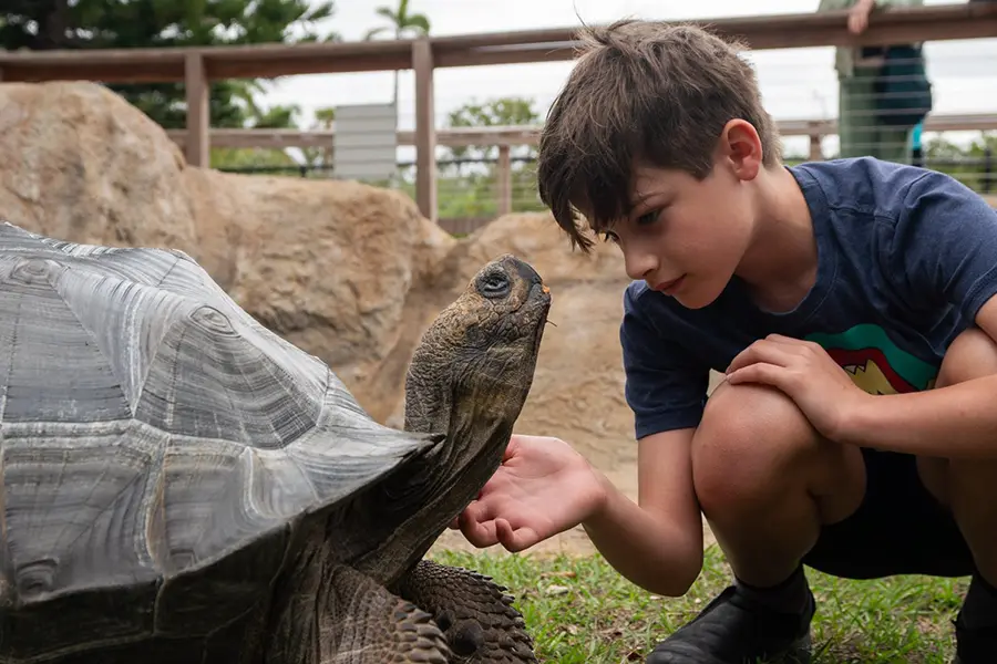 Young boy gently petting a tortoise at Naples Zoo.