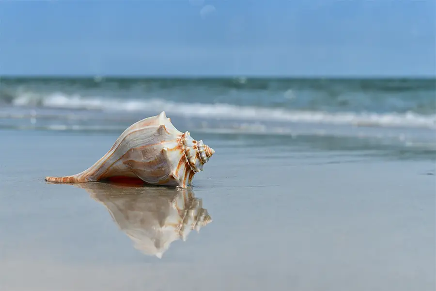 Close-up of a conch shell on white Naples sand at sunset.